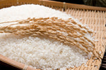 [OTTOGI] Rice 1Kg